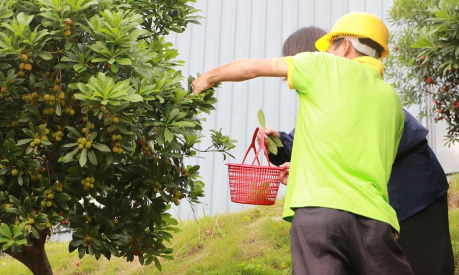 1690416556148923.jpg 摘杨梅